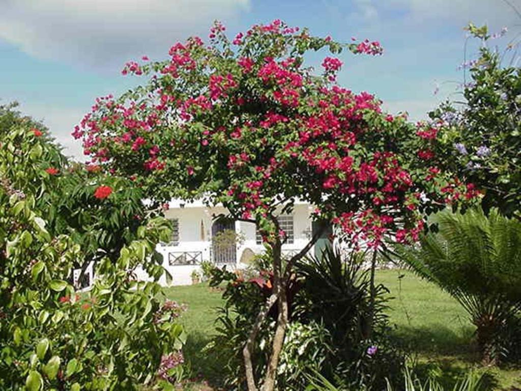 Great Escape And Breakfast Inn Vieques Exterior photo